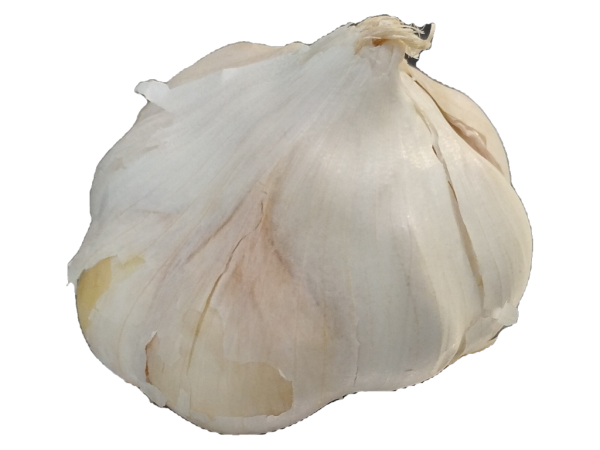 Fresh Garlic ea