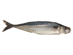Nf Salted Mackerel